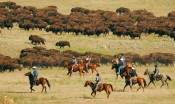 Custer-State-Park-Buffalo-Roundup-credit-ChadCoppess_SD-Tourism